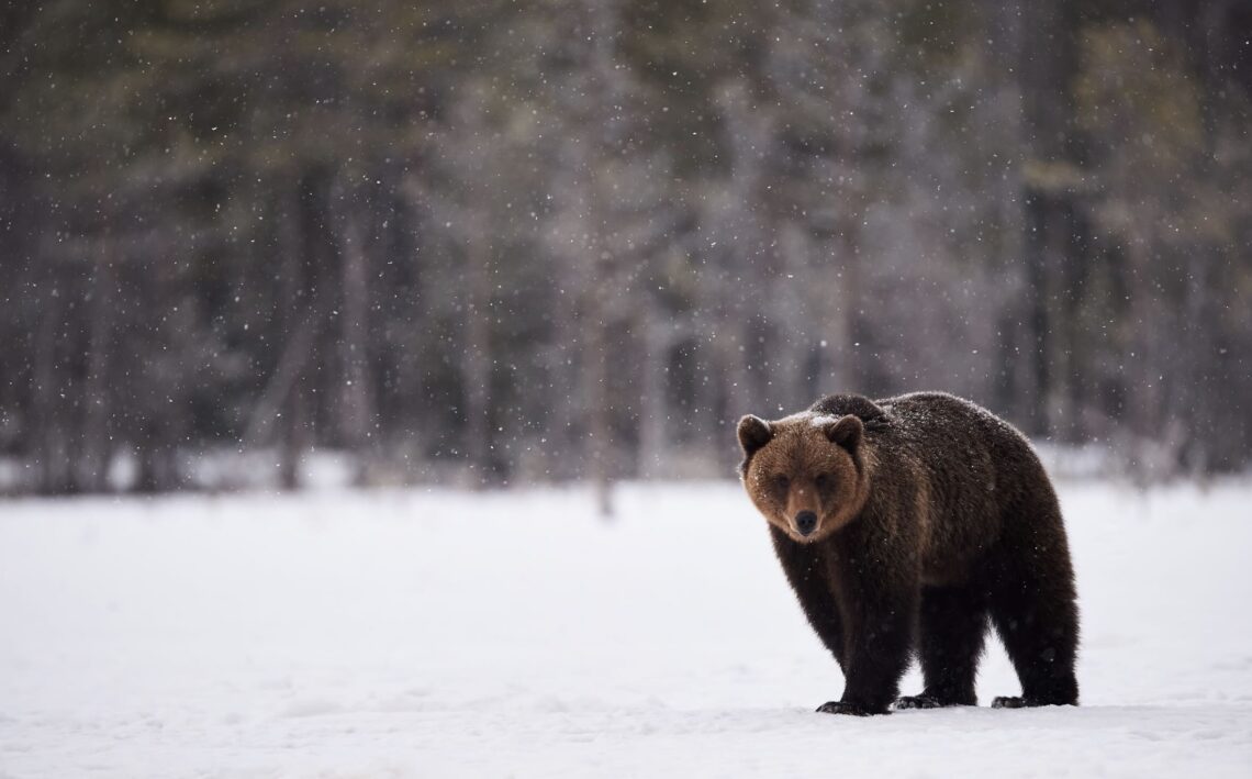 Bear safety: Bears prepare to leave hibernation, public awareness crucial